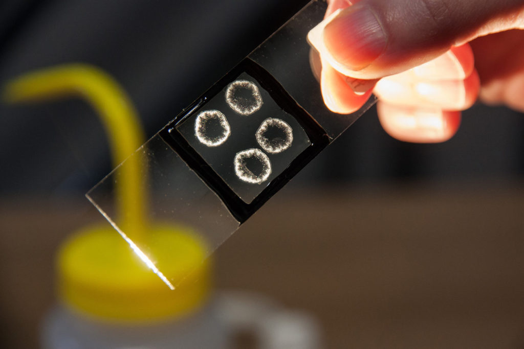 Light Microscopy sample at Consistence Microstructure Research Laboratory