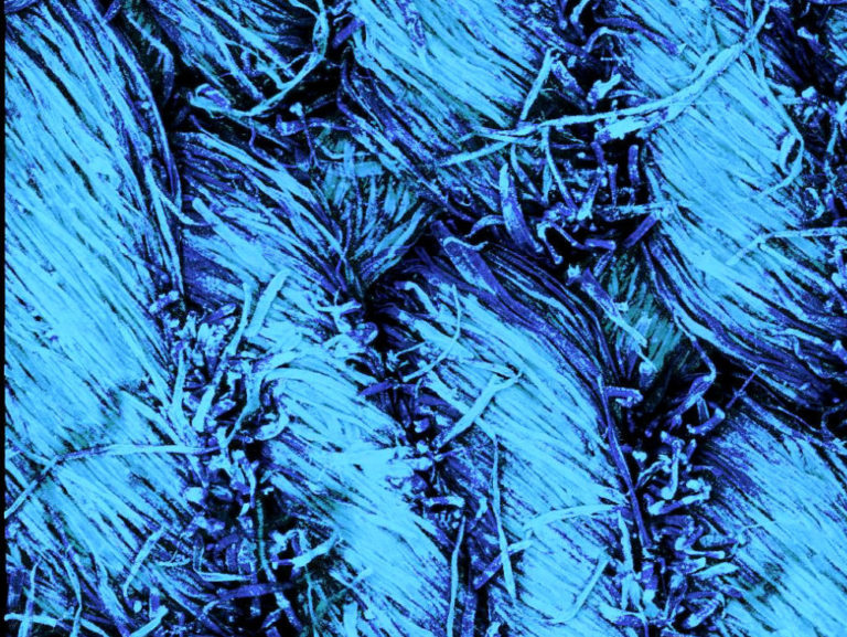 Confocal Microscopy image of worn jeans textile. Denim. Autofluorescence signal, 3D projection. Photo by Paul Nijsse, www.Consistence.nl