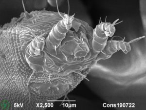 Cryo-SEM image of Grapevine gall mite (Colomerus vitis). Photo by Frank Nijsse, Consistence Microstructure Research Laboratory.