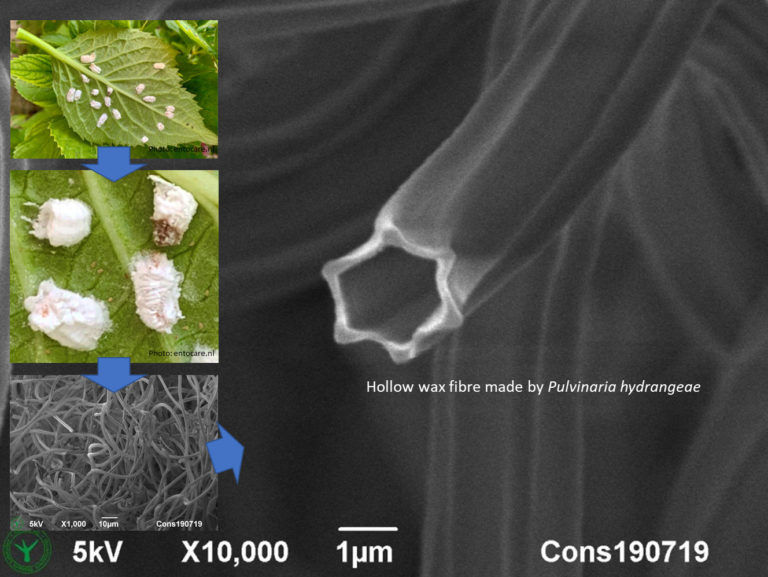 Hollow wax fibres made by hydrangea scale insects. 1 µm. Cryo-SEM images. Photo by Jaap Nijsse, Consistence Microstructure Research Laboratory.