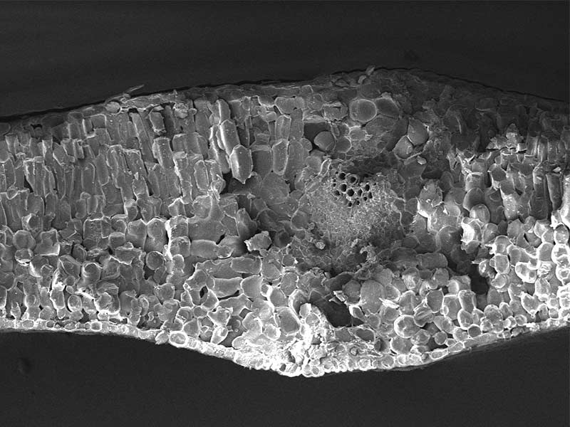 Cryo-SEM fracture image of cabbage (Brassica Oleracea) leaf cross section. Image width is 1200 µm. Photo by Jaap Nijsse, Consistence Microstructure Research Laboratory.