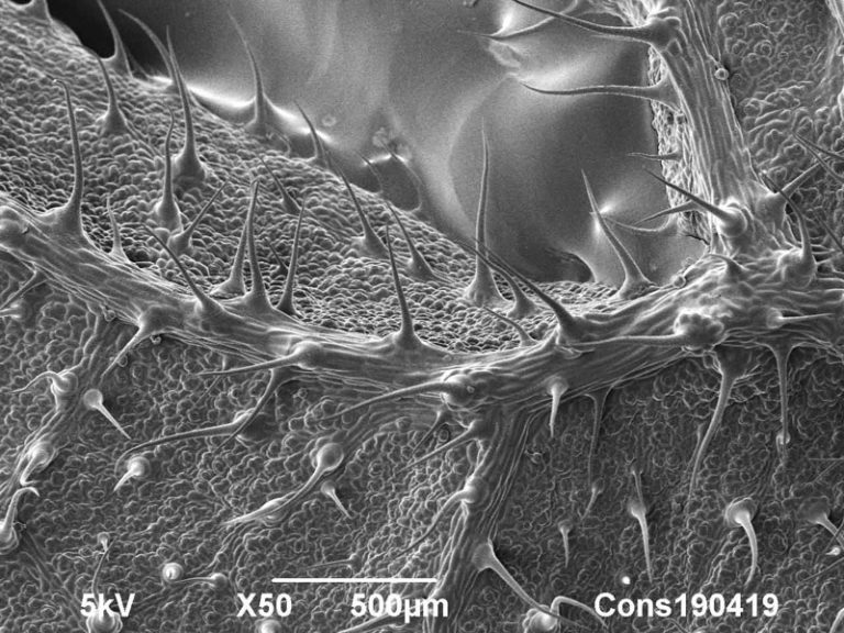 Cryo-SEM image of stinging nettle (Urtica dioica) dorsal leaf surface. 500 µm. Photo by Jaap Nijsse, Consistence Microstructure Research Laboratory.