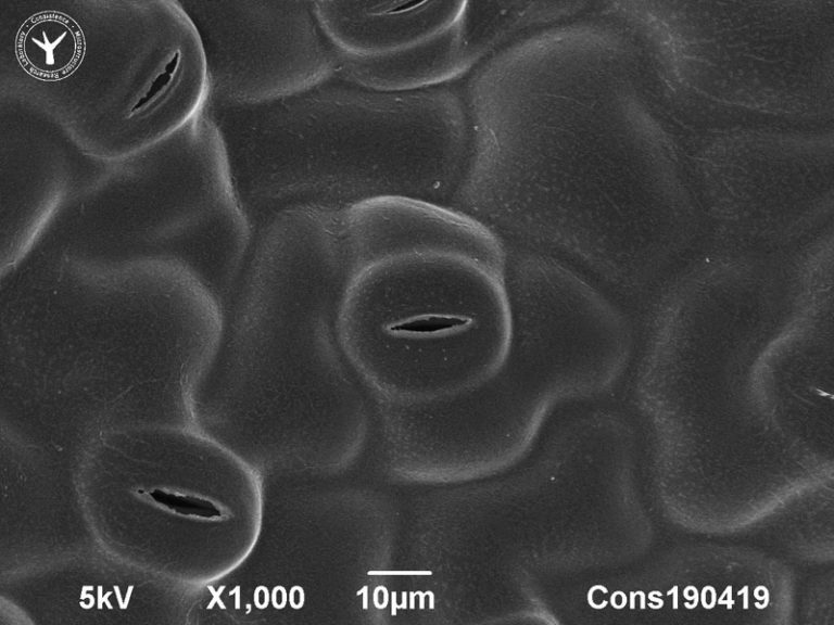 Cryo-SEM image of stomata on dorsal leaf surface of stinging nettle (Urtica dioica). 10 µm. Photo by Jaap Nijsse, Consistence Microstructure Research Laboratory.