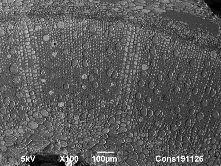 Cryoplaning SEM image of Rose cut flower stem cross section. 100 µm. Photo by Jaap Nijsse, Consistence Microstructure Research Laboratory.
