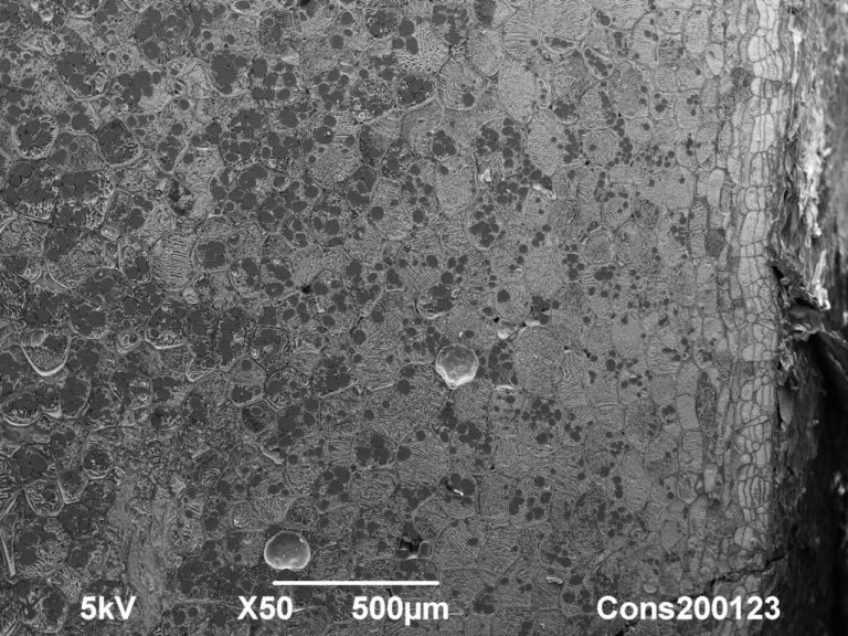 Cryoplaning SEM image of Potato tuber at very low magnification providing large overview. Skin is at the right and starch cells at the left. 500µm. Photo by Jaap Nijsse, Consistence Microstructure Research Laboratory.