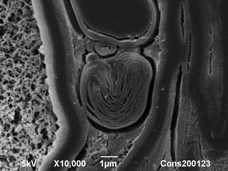 Cryoplaning SEM detail image of potato tuber skin. 1 µm. Photo by Jaap Nijsse, Consistence Microstructure Research Laboratory.