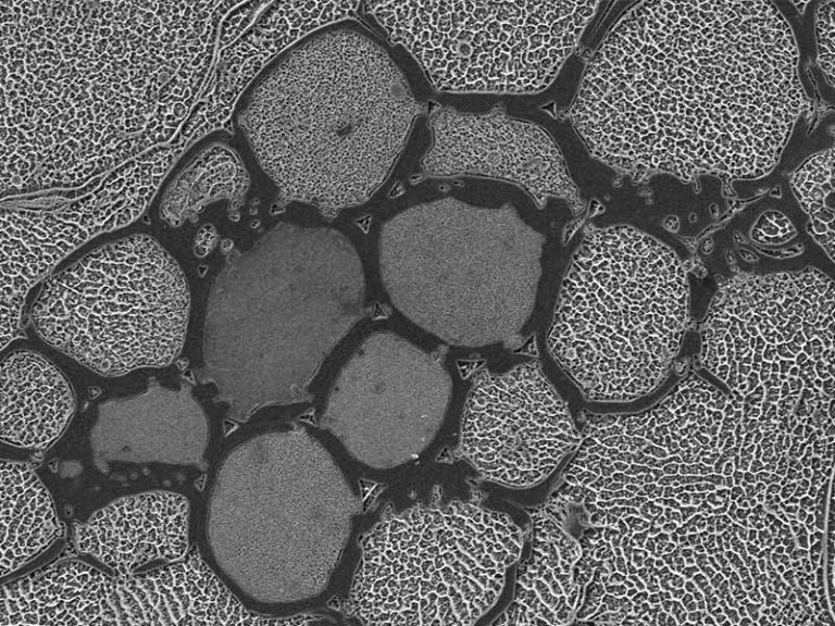 Cryoplaning SEM image of cross section through fibrous particle in cabbage puree. Image width is 120 µm. Photo by Jaap Nijsse, Consistence Microstructure Research Laboratory.