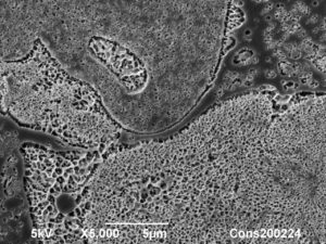 Cryoplaning SEM image of a vegan burger at high magnification. The different ingredient phases can be discerned at high resolution. 5µm. Photo by Jaap Nijsse, Consistence Microstructure Research Laboratory.
