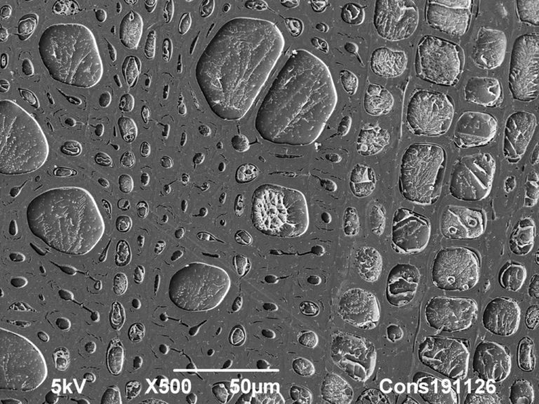 Cryoplaning SEM image of Rose cut flower stem cross section. 500 µm. Photo by Jaap Nijsse, Consistence Microstructure Research Laboratory.