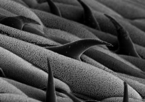 Cryo-SEM image of grass leaf surface. Image width is 130 µm. Photo by Jaap Nijsse, Consistence Microstructure Research Laboratory.