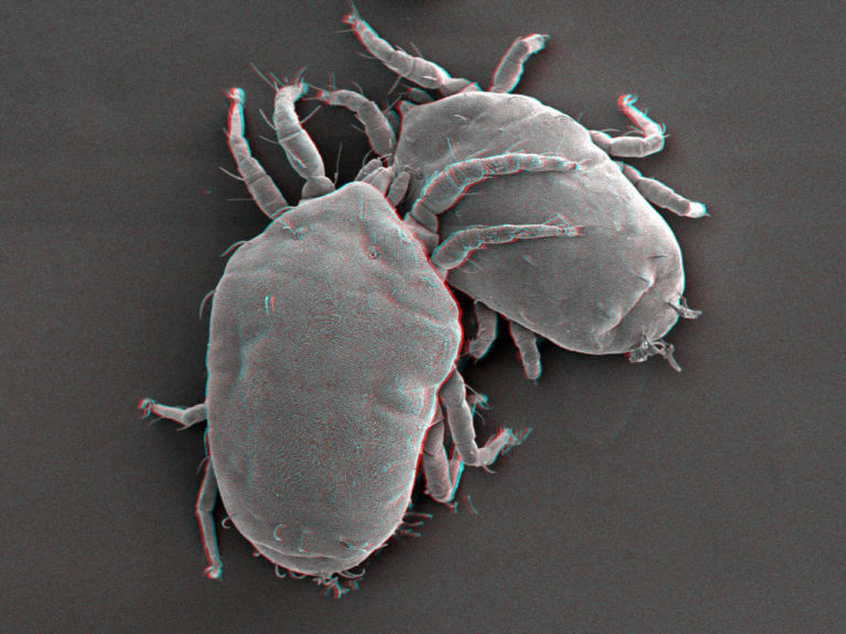 Stereo cryo-SEM image of two plant mites. Use red-green glasses to obtain 3D-view. Image by Frank Nijsse, www.Consistence.nl
