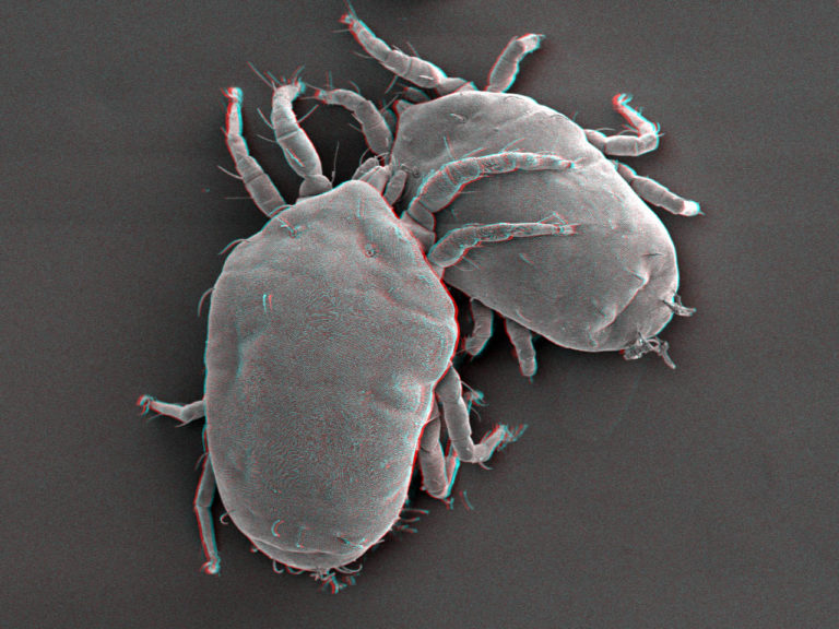 Scanning Electron Microscopy Sem Consistence