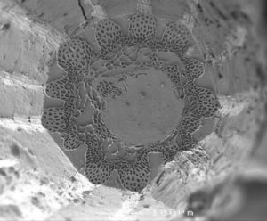Cryoplaning SEM image of imbibed lettuce seed (Lactuca sativa). Image width is 575 µm. Photo by Jaap Nijsse.