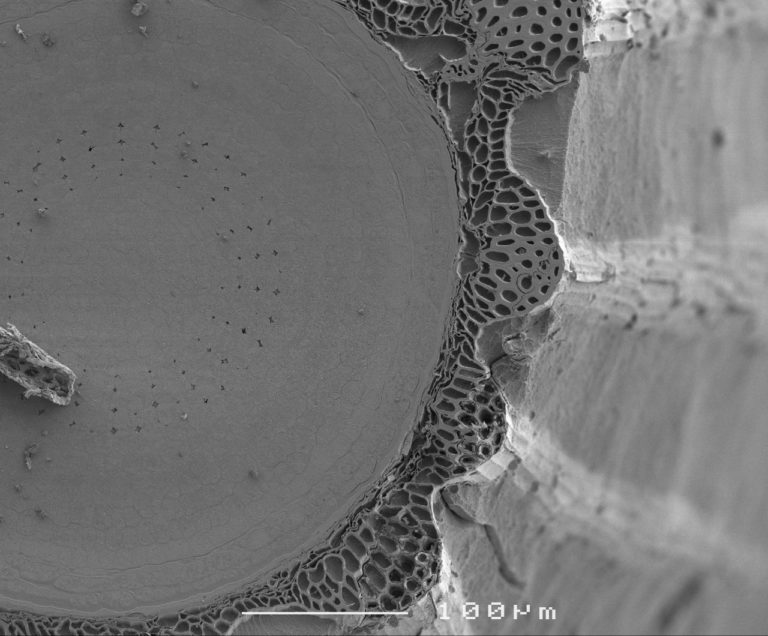 Cryoplaning SEM image of imbibed lettuce seed (Lactuca sativa). Image width is 460 µm. Photo by Jaap Nijsse.