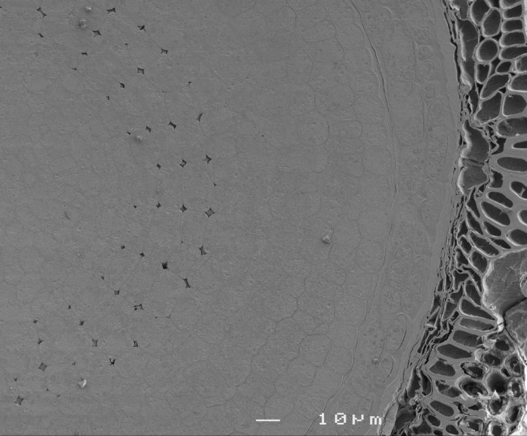Cryoplaning SEM image of imbibed lettuce seed (Lactuca sativa). Image width is 58 µm. Photo by Jaap Nijsse.