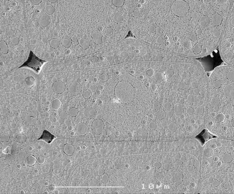 Cryoplaning SEM image of imbibed lettuce seed (Lactuca sativa). Image width is 33 µm. Photo by Jaap Nijsse.
