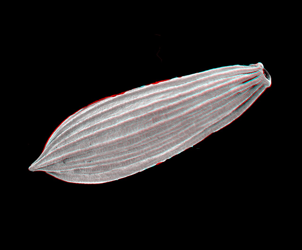 SEM stereo image of lettuce seed (Lactuca sativa)