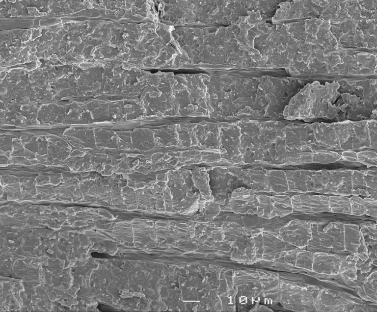 Freeze fractured dry lettuce seed embryo. Method: SEM, longitudinal fracture, 10µm