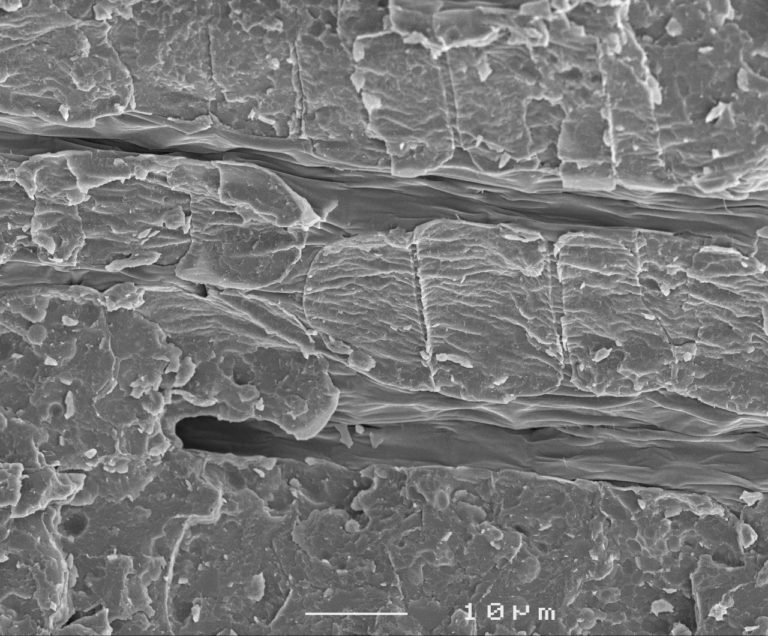 Freeze fractured dry lettuce seed embryo. Method: SEM, longitudinal fracture, 10µm