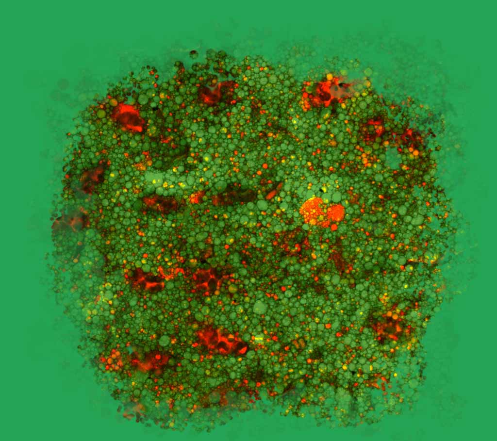 Confocal Microscopy image of houmous. Consistence Microstructure Research Laboratory.