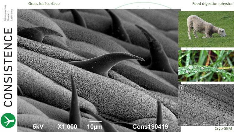 Cryo-SEM images of grass leaf. Photo by Jaap Nijsse. Consistence Microstructure Research Laboratory.