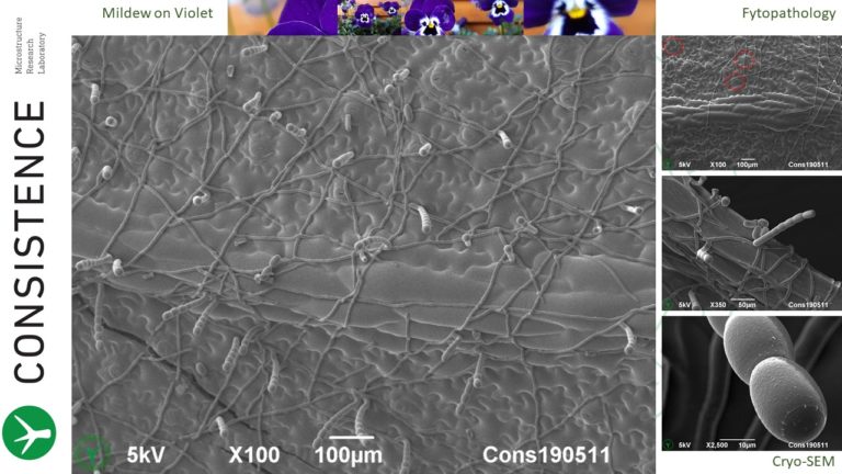Cryo-SEM images of mildew on violet (Viola sp.) leaf. Photo by Jaap Nijsse, Consistence Microstructure Research Laboratory.