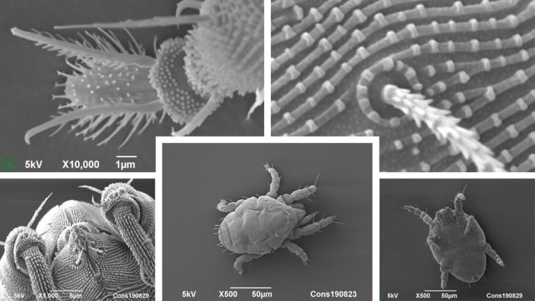 Cryo-SEM images of mites isolated from hortensia (Hydrangea) leaves, using a vibrating funnel. Photos by Frank Nijsse, www.Consistence.nl