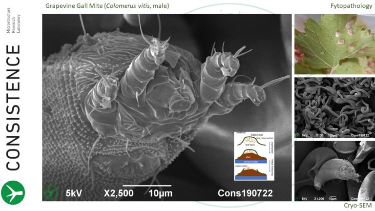 Cryo-SEM imaging of grapevine gall mite, (Colomerus vitis), hidden in leaf gall of grape vine (Vitis vinifera). Photos and drawing by Jaap Nijsse, www.Consistence.nl