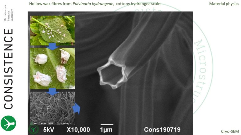 Cryo-SEM analysis of hollow wax fibres from cottony hydrangea scale insects (Pulvinaria hydrangeae). By Jaap Nijsse, Consistence Microstructure Research Laboratory