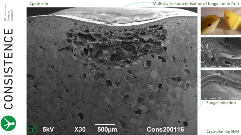 Cryoplaning SEM image of infection in apple fruit, with high resolution images of fungus with haustoria. By Jaap Nijsse, www.Consistence.nl