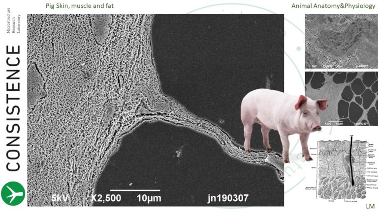 Cryoplaning SEM cross section of pig skin. cryo-SEM. Consistence Microstructure Research Laboratory.