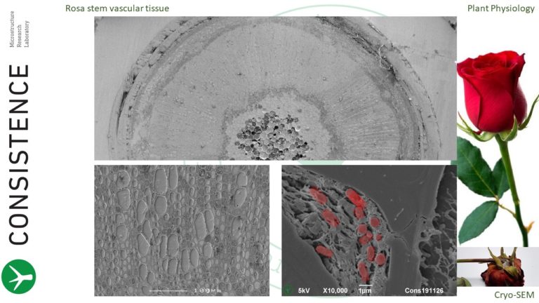 Cryoplaning SEM cross section of cut rose stem, revealing vascular occlusion by bacteria. By Jaap Nijsse, Consistence Microstructure Research Laboratory.