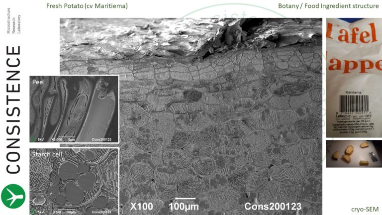 Cryoplaning SEM cross section of fresh potato. By Jaap Nijsse, Consistence Microstructure Research Laboratory.