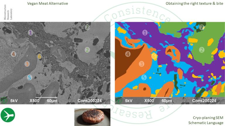 Schematic interpretation of cross section through vegan burger. Understanding size, shape, and connections of the differen phases is the starting point of a better understanding of product characteristics, such as texture, mouthfeel, stability, and juiciness. Cryoplaning SEM method. By Jaap Nijsse, www.Consistence.nl