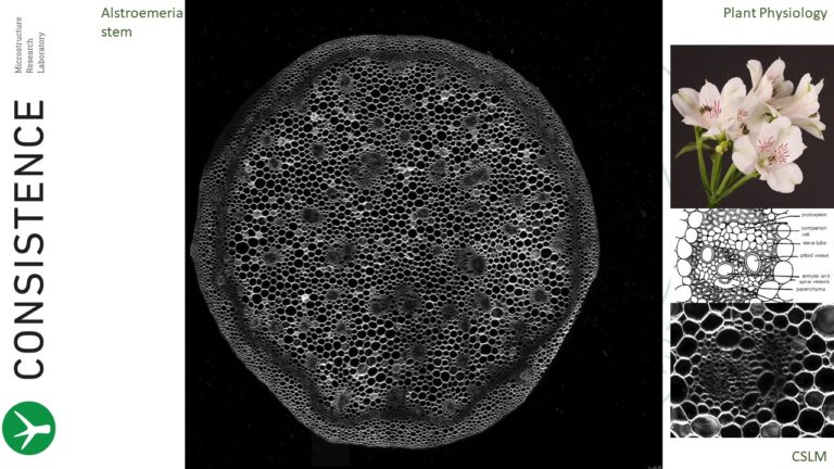 Confocal Microscopy stacked and stiched image of Alstroemeria cut flower stem. CSLM. www.Consistence.nl.