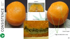 Spoiled Mandarin Orange. Photos by Jaap Nijsse. Consistence Microstructure Research Laboratory. Macroscope.