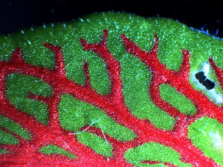 Stereo Microscope image of a plant leaf with herbivory damage. Consistence Microstructure Research Laboratory.