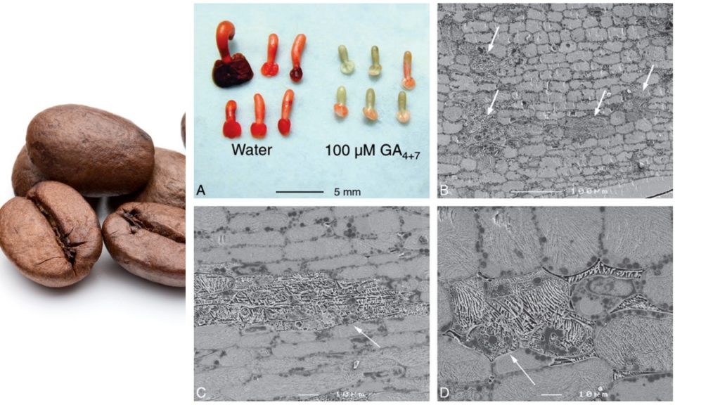 Exogenous gibberellins inhibit coffee (Coffea arabica cv. Rubi) seed germination and cause cell death in the embryo. Method: cryoplaning SEM. Amaral da Silva et al., 2005