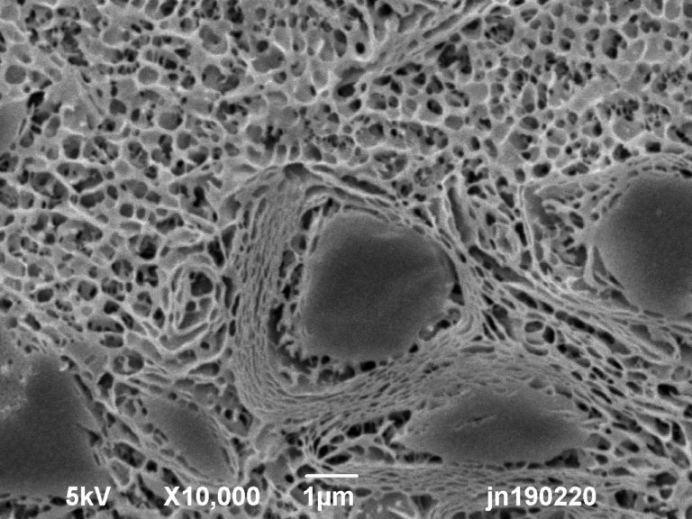 Multilamellar structure in body lotion. Method: cryoplaning SEM