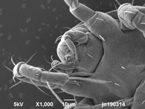 Cryo-SEM image of mite found on hydrangea leaf. Image width is 130µm. Photo by Jaap Nijsse www.Consistence.nl