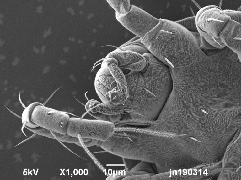 Cryo-SEM image of mite found on hydrangea leaf. Image width is 130µm. Photo by Jaap Nijsse www.Consistence.nl