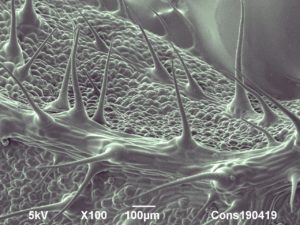 Cryo-SEM image of leaf surface of stinging nettle (Urtica dioica). Image width is 1300 µm. Photo by Jaap Nijsse, www.Consistence.nl