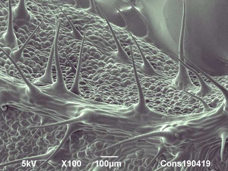 Cryo-SEM image of leaf surface of stinging nettle (Urtica dioica). Image width is 1300 µm. Photo by Jaap Nijsse, www.Consistence.nl