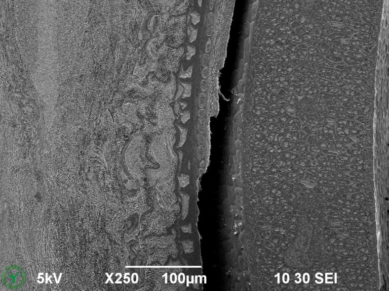 Cryo-SEM image of a not germinated garden cress seed (Lepidium sativum). Image width is 518 µm. Photo by Jaap Nijsse. www.Consistence.nl.