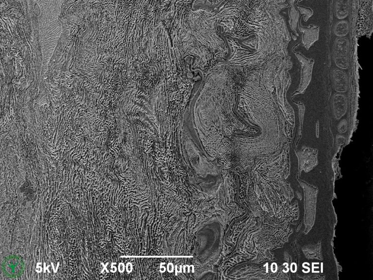 Cryo-SEM image of external mucilage layer of an imbibed garden cress seed (Lepidium sativum). Image width is 260 µm. Photo by Jaap Nijsse. www.Consistence.nl.