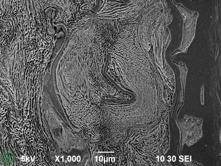 Cryo-SEM image of external mucilage layer of an imbibed garden cress seed (Lepidium sativum). Image width is 130 µm. Photo by Jaap Nijsse. www.Consistence.nl.