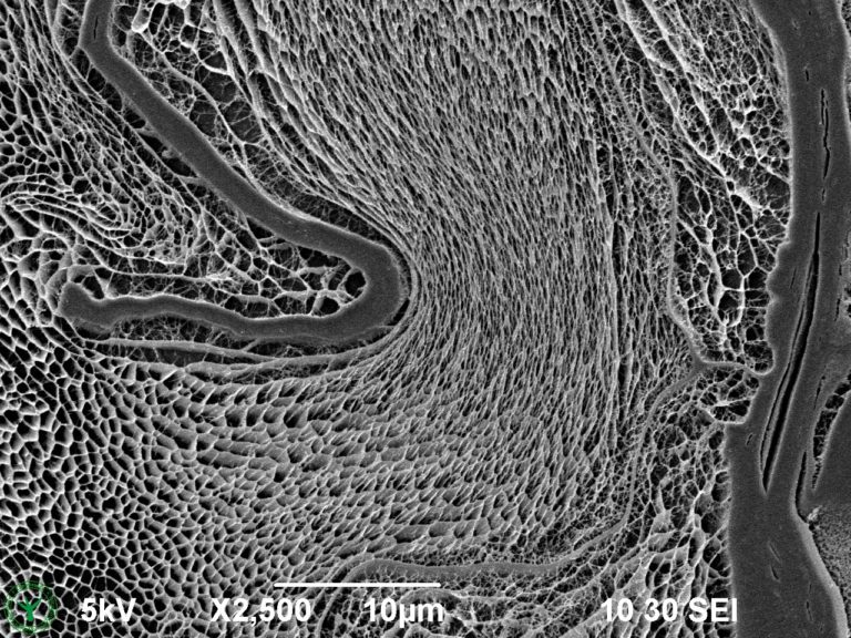 Cryo-SEM image of external mucilage layer of an imbibed garden cress seed (Lepidium sativum). Image width is 52 µm. Photo by Jaap Nijsse. www.Consistence.nl.