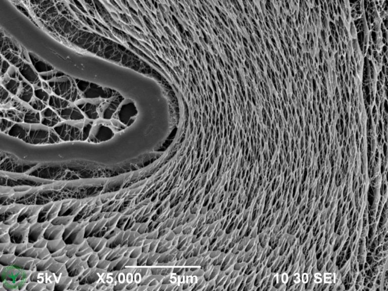 Cryo-SEM image of external mucilage layer of an imbibed garden cress seed (Lepidium sativum). Image width is 26 µm. Photo by Jaap Nijsse. www.Consistence.nl.