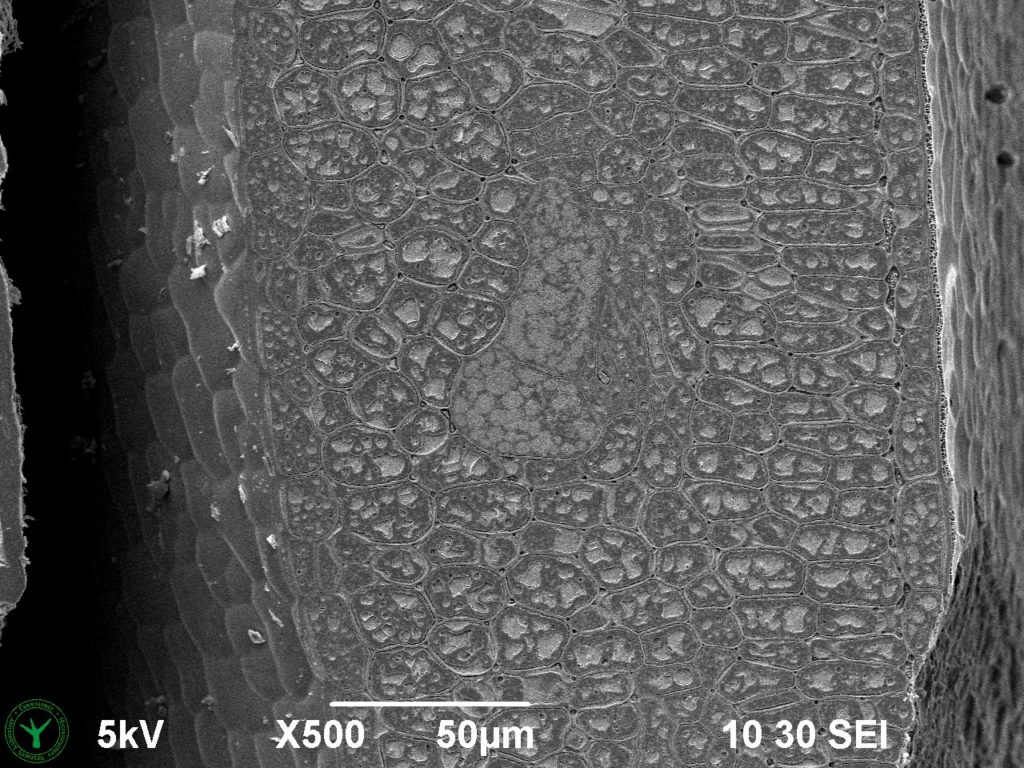 Cryo-SEM image of a not germinated garden cress seed (Lepidium sativum). Image width is 260 µm. Photo by Jaap Nijsse. www.Consistence.nl.