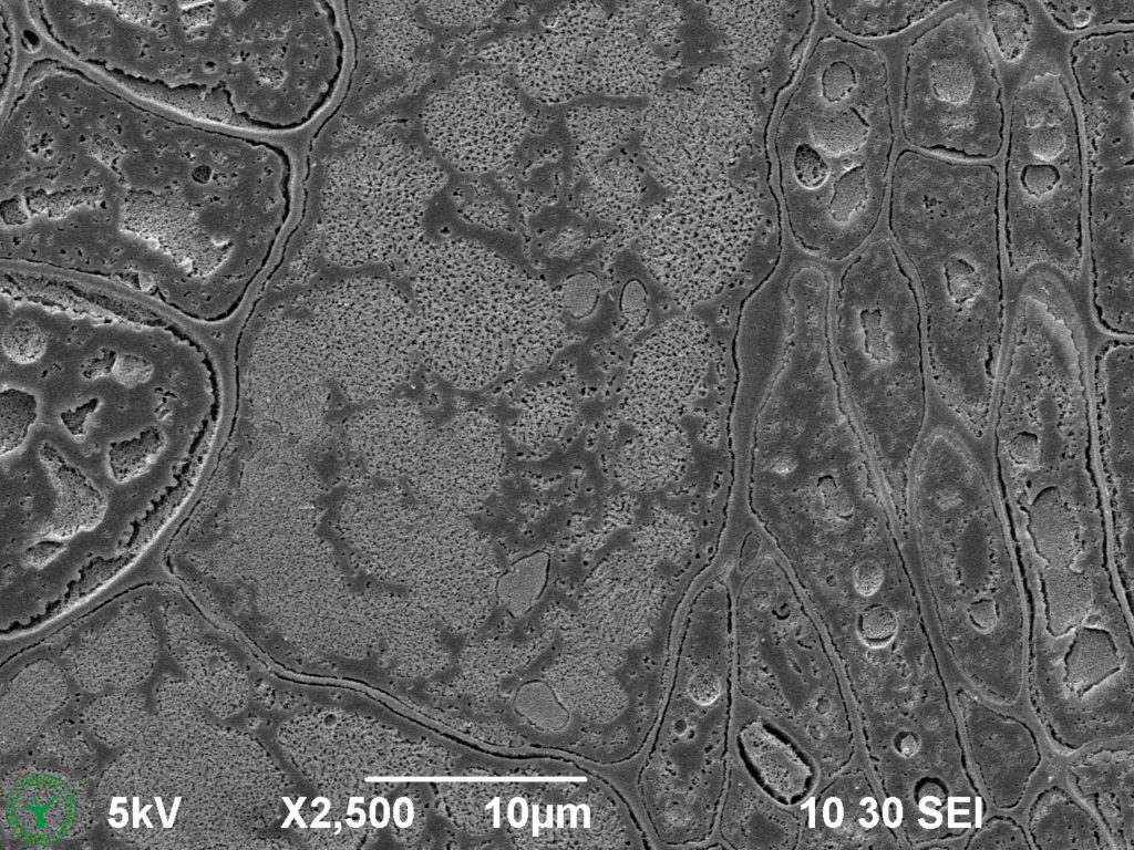 Cryo-SEM image of a not germinated garden cress seed (Lepidium sativum). Image width is 52 µm. Photo by Jaap Nijsse. www.Consistence.nl.